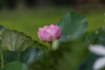 Beautiful Purple lotus flower or water lily.