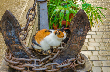 A tricolor cat is sitting on an old anchor.