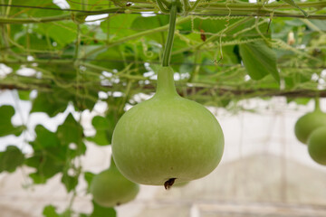 Closeup green bottle gourd or calabash gourd on branch
