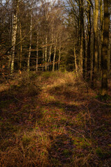 Fototapeta premium A winter picture of a beautiful forest glade. Picture from Scania county, Sweden