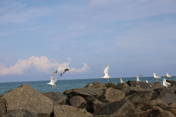 seagull on the beach