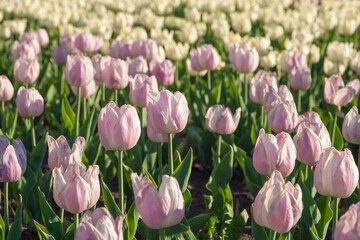 Colorful tulip beds at worlds largest tulip festival in Ottawa Canada