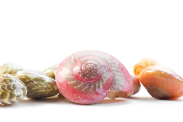 Colorful Seashells against white background
