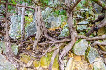Roots on the rocks. Trees grow on rocks.