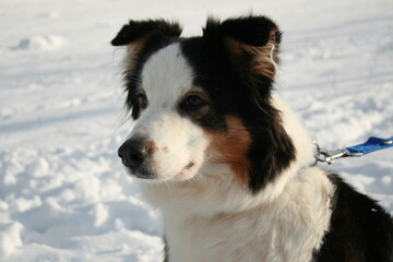 Australien Shepard im Schnee