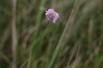 flower in the grass