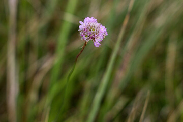 flower in the grass