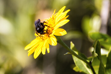 Bumblebee taking pollen from a yellow wildflower