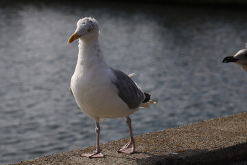 seagull on the beach