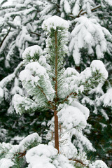Evergreen Christmas or Fir or Spruce tree branch with fresh snow. Christmas Holidays, Winter Background. Copy space. Selective focus..