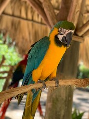 blue and yellow macaw