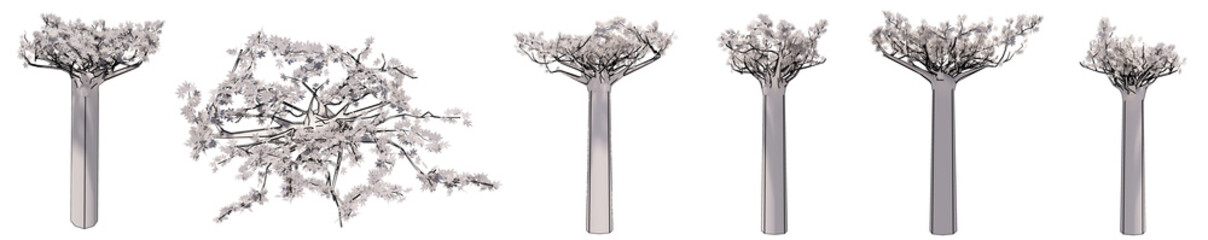 Set or collection of drawings of Baobab  trees isolated on white background . Concept or conceptual 3d illustration for nature, ecology and conservation, strength and endurance, force and life