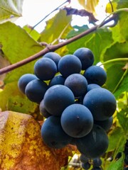 red grapes in the vine. wine harvest. organic fruits in village agriculture. old species of vitis vinifera 