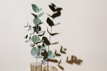 Eucalyptus branch in vase on pastel neutral beige background with sun light and trendy shadow. Modern interior design concept.
