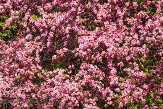Tree exploding with pink blossoms in Ottawa Park during spring time