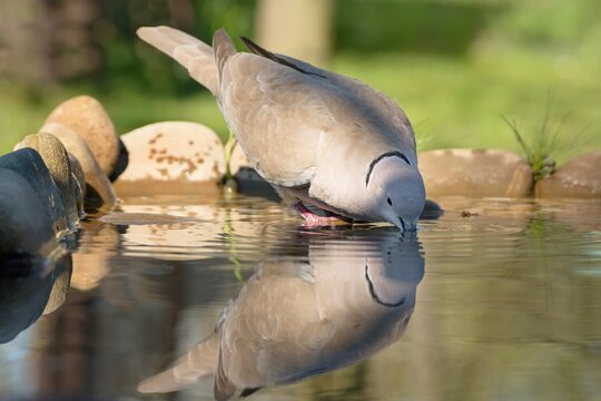 Collared-Dove , Streptopelia decaocto drinks water. Reflection in water. Czechia. Europe. 