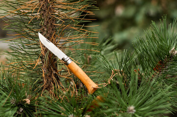 Folding pocket knife with beech wood handle.