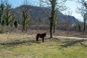 Tzoumerka, Epirus, Greece - March 10, 2019: Horse under the sun