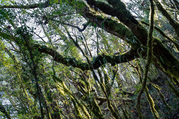 Fototapeta premium Tzoumerka, Epirus, Greece - March 10, 2019: Walking into the forest
