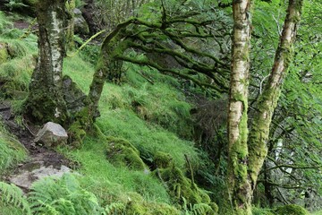 Spooky forest trail in Norway
