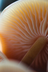 Abstract blurred background with pastel purple  and orange colored wild magic mushrooms caps and gill macro, light and shadow contrast, artistic