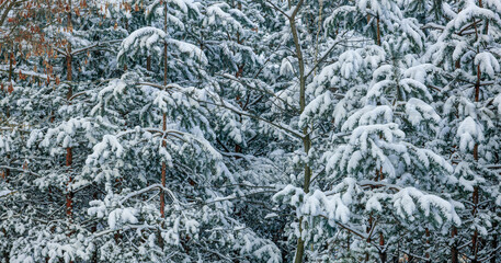 Pine forest under the snow. Snow hats on a branches of a pine trees. Winter wonderland background.