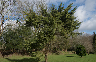 Fototapeta na wymiar Spring Foliage of an Evergreen Conifer Juniper Tree (Juniperus x pfitzeriana 'Sulphur Spray') Growing in a Pinetum in Rural Cornwall, England, UK