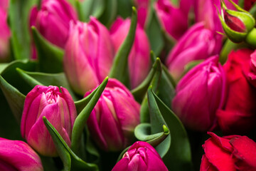 Naklejka premium Fresh tulips for woman on special occasion