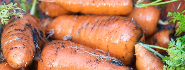Vibrant orange organic carrots roots with green tops freshly pulled out from garden bed, dirty with soil, full frame macro food background