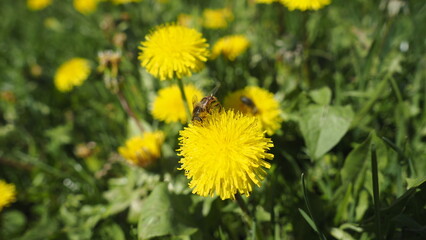 Löwenzahn im Frühling mit Biene