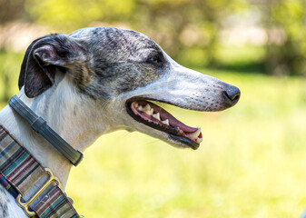 Greyhound Dog