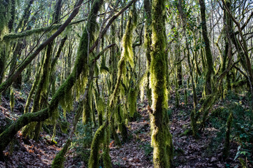 Tzoumerka, Epirus, Greece - March 10, 2019: Walking into the forest