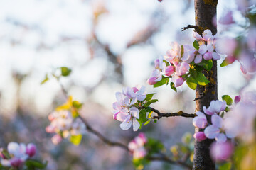 pink and white apple flowers in sunlight outdoor