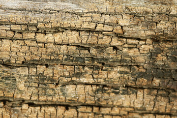 Wooden Bark Texture Background , close up