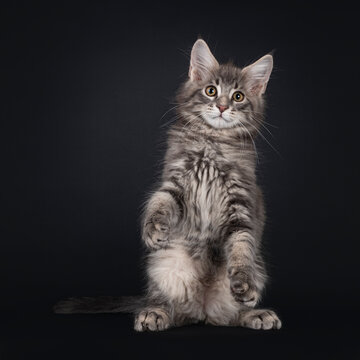 Handsome blue tabby blotched Maine Coon cat kitten, standing facing front on hind paws like meerkat. Looking straight at camera. Isolated on black background.
