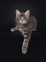 Obraz na płótnie Canvas Handsome blue tabby blotched Maine Coon cat kitten, laying down facing front with paw hanging over edge. Looking straight at camera. Isolated on black background.