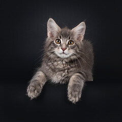 Obraz na płótnie Canvas Handsome blue tabby blotched Maine Coon cat kitten, laying down facing front with paws hanging over edge. Looking straight at camera. Isolated on black background.
