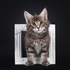 Handsome blue tabby blotched Maine Coon cat kitten, standing through photo frame. Looking straight at camera. Isolated on black background.