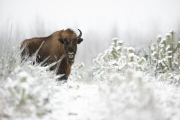 European bison -  Bison bonasus in the winter Knyszyn Forest