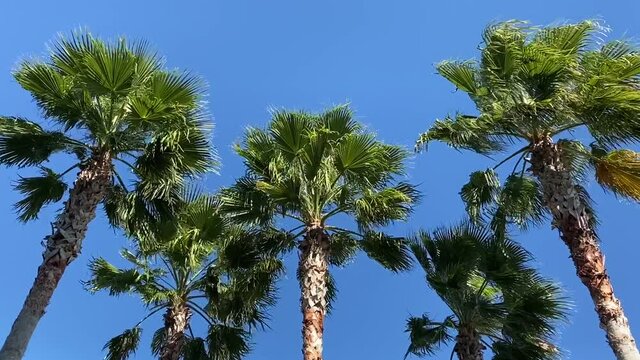 many tall palm trees blowing in a breeze in front of a clear blue sky