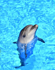 Mediterranean dolphin bottlenose dolphin near the water surface. A good-natured marine mammal.