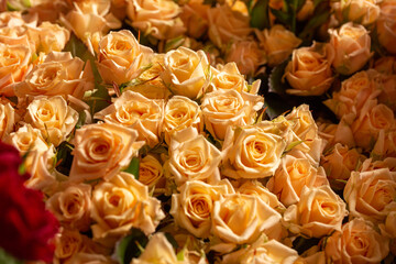 Beautiful fresh roses for special occasion