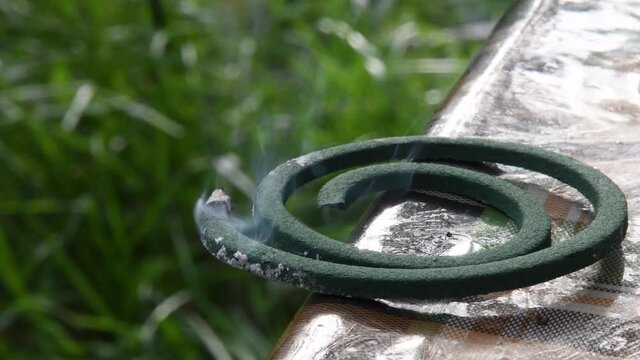 Mosquito coil smoldering with gray smoke from ash on green edge of spiral made from pyrethrum powder. Mosquito repellent incense