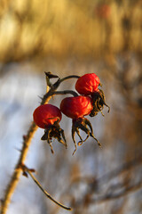 Obraz na płótnie Canvas Tea rose bush. Frozen rose hips on a prickly branch. Winter, frost and snow.
