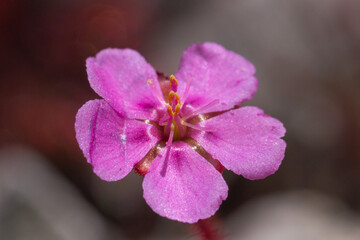 The small pink flower of Drosera hirtella, a carnivorous plant, seen in the Serra do Cipó National...