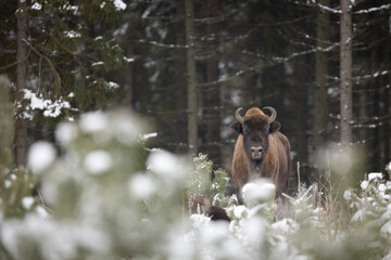 European bison -  Bison bonasus in the winter Knyszyn Forest © szczepank