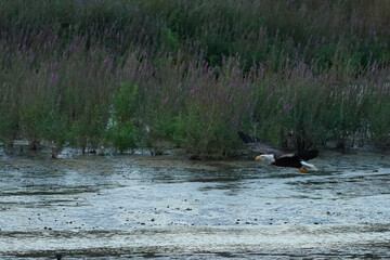 Bald Eagle taking off from shoreline. Wings extended on Haliaeetus leucocephalus as it launches from the ground, splashing water as it soars