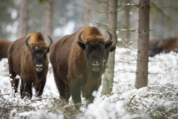 European bison -  Bison bonasus in the winter Knyszyn Forest © szczepank