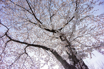 逆光の夕景の満開の桜の木