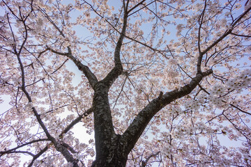 逆光の夕景の満開の桜の木